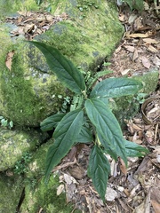 Viburnum urceolatum