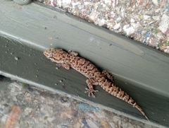 Hemidactylus brookii