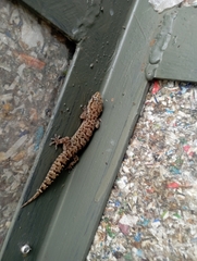 Hemidactylus brookii