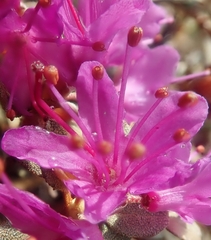 Rhododendron lapponicum