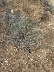 Lygodesmia ramosissima