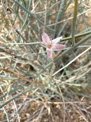 Lygodesmia ramosissima