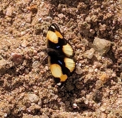 Junonia hierta cebrene