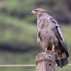 Buteogallus coronatus