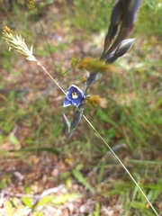 Thelymitra hatchii