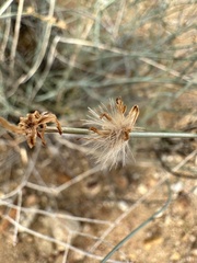 Lygodesmia ramosissima