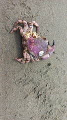 Platyxanthus orbignyi