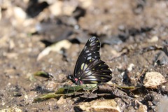 Catasticta flisa flisa