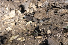 Catasticta flisa flisa