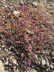 Tidestromia carnosa