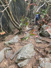 Photinia niitakayamensis