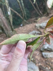 Photinia niitakayamensis