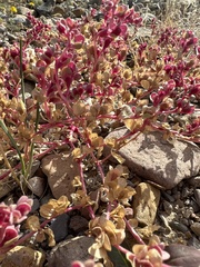 Tidestromia carnosa