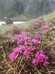 Rhododendron lapponicum