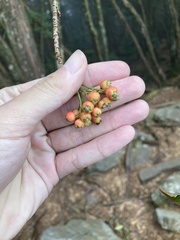 Photinia niitakayamensis