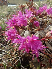 Rhododendron lapponicum
