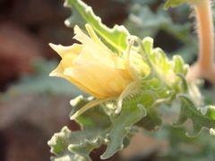 Mentzelia involucrata