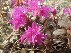 Rhododendron lapponicum