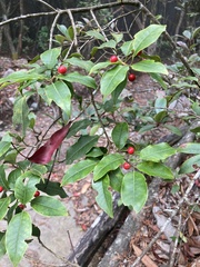 Ilex pedunculosa