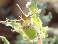 Mentzelia involucrata