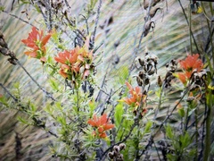 Castilleja fissifolia