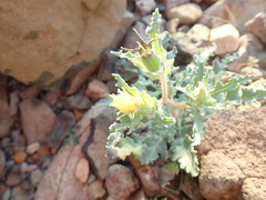 Mentzelia involucrata