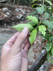 Ilex pedunculosa