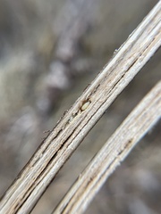 Antistrophus
