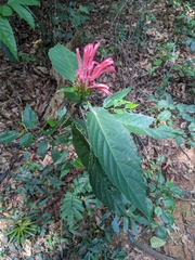 Justicia carnea
