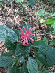 Justicia carnea