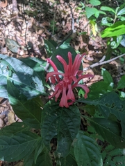 Justicia carnea