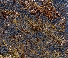 Phyllospora comosa