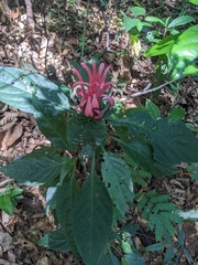 Justicia carnea