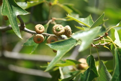 Quercus ilicifolia