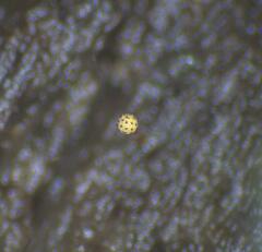 Cribraria microcarpa