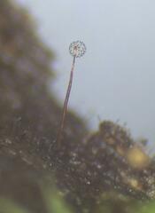 Cribraria microcarpa