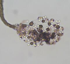 Cribraria microcarpa
