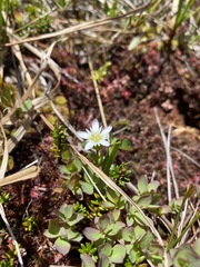Gentiana douglasiana