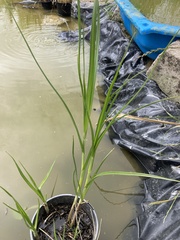 Bolboschoenus caldwellii
