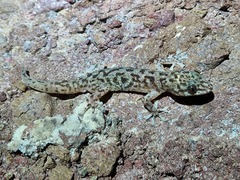 Phyllodactylus nocticolus