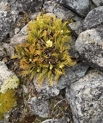 Aciphylla monroi