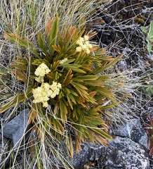 Aciphylla monroi