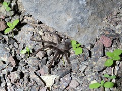 Aphonopelma xwalxwal