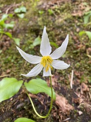 Erythronium montanum