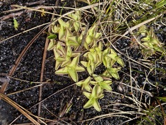 Pinguicula macroceras