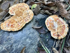 Piptoporellus soloniensis