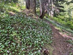 Erythronium montanum