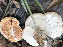 Piptoporellus soloniensis