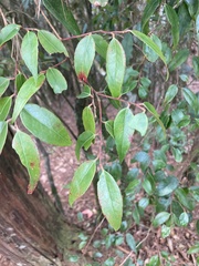 Vaccinium kengii