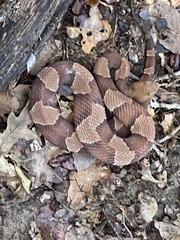 Agkistrodon laticinctus